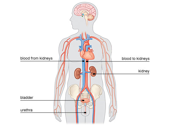 Location of kidneys in abdominal cavity (http://www.bbc.co.uk/schools/gcsebitesize/science/images/add_ocr_bikidneys1a.jpg)
