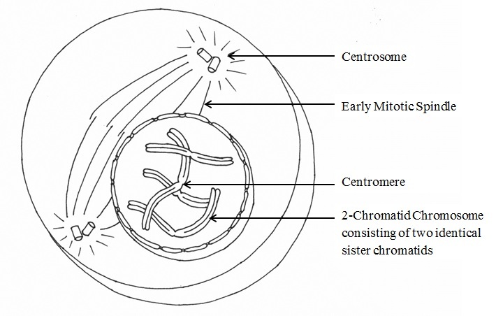 (http://mitosis.wdfiles.com/local--files/lzimmermann-phases-of-mitosis/lzimmermann-prophase1.jpg)