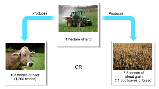 1 hectare of land can produce 0.3 tonnes of beef - or 7.5 tonnes of wheat grain (http://www.bbc.co.uk/schools/gcsebitesize/science/images/9_food_production546.gif)
