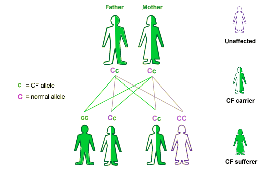 father and mother have one normal allele and one cystic fibrosis allele. the four possible combinations for a child of theirs are: two CF alleles, one normal and one CF, one CF and one normal, two normal alleles  (http://www.bbc.co.uk/staticarchive/89125b8c6bf329a6dc4bb379161504a3af28dd0e.gif)