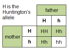 H is the Huntingdon's allele. Both father and mother have one H and one h allele. The four combinations are: HH, Hh, Hh, hh.  (http://www.bbc.co.uk/staticarchive/289091eca42be607ad6acf8cbf10d2fd66810326.gif)