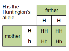 H is the Huntingdon's allele. Father has two H alleles, mother has one H and one h allele. The four combinations are: HH, HH, Hh, Hh.  (http://www.bbc.co.uk/staticarchive/b64cf02624cbc6d2494c9248325cf754232296a4.gif)