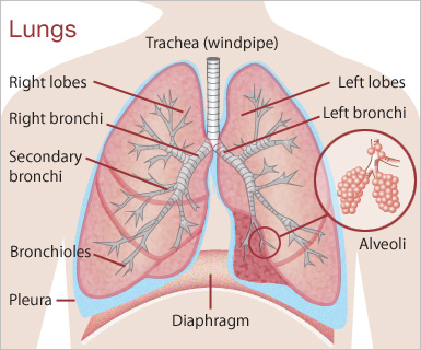 (http://www.abc.net.au/health/library/img/lungs.jpg)