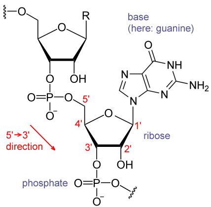 File:RNA chemical structure.GIF (http://upload.wikimedia.org/wikipedia/commons/2/2c/RNA_chemical_structure.GIF)