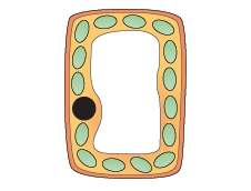 A plant cell that looks slightly bloated (http://www.bbc.co.uk/schools/gcsebitesize/science/images/addgateway_osmosis1.gif)