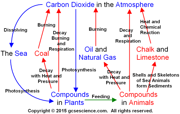 (http://www.gcsescience.com/carbon-cycle.gif)