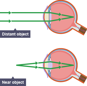 Two eyes showing how light goes into the eye when looking at a distant object and a near object. (http://www.bbc.co.uk/schools/gcsebitesize/science/images/triple_science/010_bitesize_gcse_tsphysics_medical_accommodation_304.gif)
