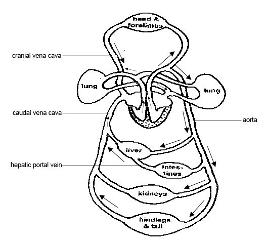 (http://upload.wikimedia.org/wikipedia/commons/6/65/Anatomy_and_physiology_of_animals_Mammalian_circulatory_system.jpg)