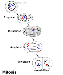 4 Stages of Mitosis (http://4.bp.blogspot.com/_xEKRmjtIq44/SUWqj-oFTZI/AAAAAAAAAP8/iqbDdpL9VxE/s320/mitosis.gif)
