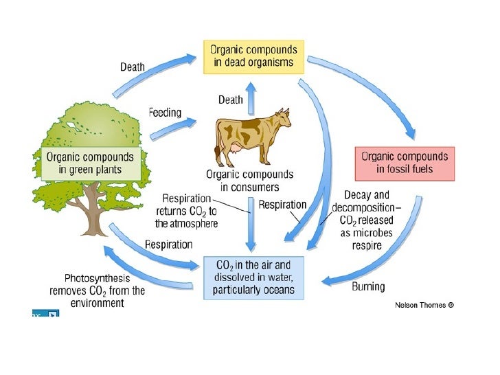 (http://image.slidesharecdn.com/thecarboncycle-091229100122-phpapp02/95/the-carbon-cycle-2-728.jpg?cb=1262080919)