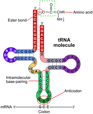 (http://www.wiley.com/college/boyer/0470003790/structure/tRNA/trna_diagram.gif)