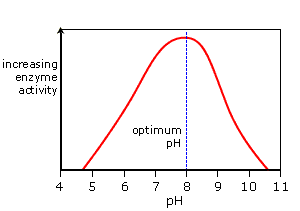 Graph showing temperature and enzyme activity. Between 0 and 40ÃÂºC, enzyme activity increases steadily. It peaks at 40ÃÂ°C (optimum temperature), then decreases rapidly (http://www.bbc.co.uk/staticarchive/db7ba3135d8cf5ce20b58387bf6b7784436ce279.gif)