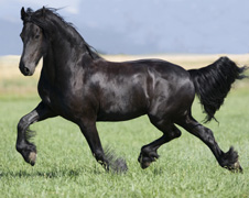 A horse (http://www.bbc.co.uk/schools/gcsebitesize/science/images/21c_horse.jpg)