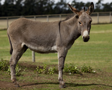 A donkey. Credit: Andrew Dernie  (http://www.bbc.co.uk/schools/gcsebitesize/science/images/21c_donkey.jpg)