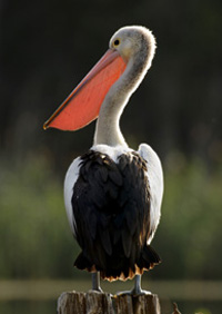 Adult Australian Pelican. Credit: Andrew Parkinson  (http://www.bbc.co.uk/schools/gcsebitesize/science/images/21c_pelican.jpg)