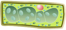 cross section through a leaf cell (http://www.bbc.co.uk/staticarchive/f15476d492173293b4af5eb273a7e92135cc653a.gif)