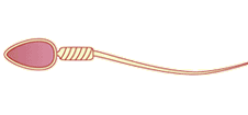 sperm cell - has a head and tail (http://www.bbc.co.uk/staticarchive/07c427f4d30720dff3253fa20013e9ed29c58924.gif)