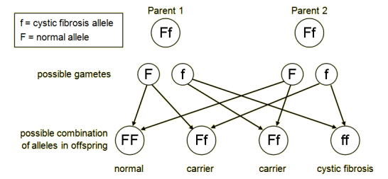 The cystic fibrosis allele is represented by f. The normal allele is F. Suppose both parents have alleles Ff. The possible combinations of alleles in the children are FF, Ff, Ff and ff. The alleles ff will cause the disease. So, although the parents do not have cystic fibrosis, they can produce children with the disease. The parents are called 'carriers' of the disease (http://www.bbc.co.uk/staticarchive/088e5fc50b3c51cfb49ebc4b6eaf203b18b93bbc.gif)