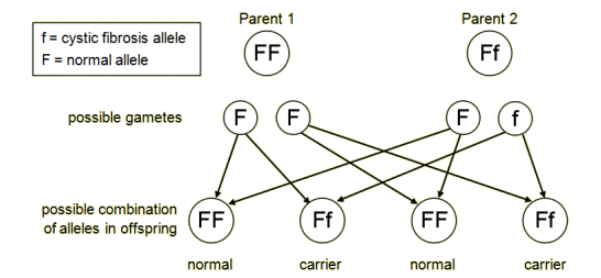 The cystic fibrosis allele is represented by f. The normal allele is F. Suppose one parent is FF and the other is a carrier, Ff. The possible combinations of alleles in the children are FF, FF, FF and Ff. So the parents cannot produce children with cystic fibrosis (ff). But they can produce children with alleles Ff, who will be carriers (http://www.bbc.co.uk/staticarchive/e70e70d955693e2cd516047111ccf8657d9c4d54.gif)