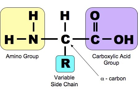 (http://study.com/cimages/multimages/16/amino_acid_med.jpeg)