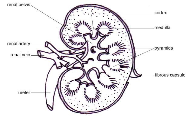 (http://upload.wikimedia.org/wikipedia/commons/0/02/Anatomy_and_physiology_of_animals_Dissected_kidney.jpg)