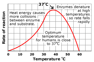 Image result for enzyme temperature graph (http://www.bbc.co.uk/staticarchive/199acbfe2bac854818d719d6ce0e53e4cd3cd5d2.gif)