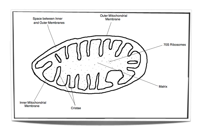(http://ibguides.com/images/biology_figure_8.1.2_mitochondrion.png)