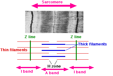 (http://www.macroevolution.net/images/sarcomere.gif)