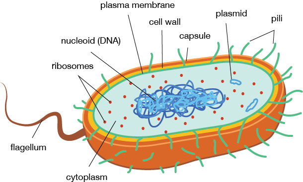 (http://www.shmoop.com/images/biology/biobook_cells_12.png)