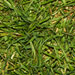grass (http://www.bbc.co.uk/staticarchive/dc422d02f015ff2ac8dc082efa7c5e9ba9ceac1e.jpg)
