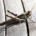 A grasshopper (http://www.bbc.co.uk/staticarchive/ccc797f0a434cb6ab6412697526d772a7a6b5395.jpg)