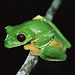 a frog (http://www.bbc.co.uk/staticarchive/14eb3d02c5f308edbf909d801e768f3cef4ef1cd.jpg)