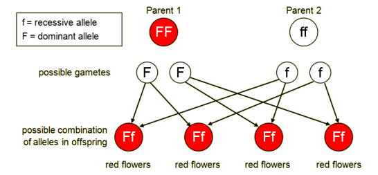 Genetic diagram of FF x ff for flower colours (http://www.bbc.co.uk/schools/gcsebitesize/science/images/aqaaddsci_14.gif)