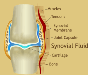 This is a diagram of a joint, with the main parts except joint cavity marked on. (http://www.hylarub.com/images/joint.gif)