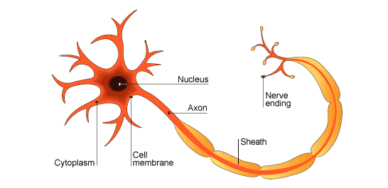 illustration of motor neuron (http://www.bbc.co.uk/schools/gcsebitesize/science/images/29_neurones_add_ocr.gif)