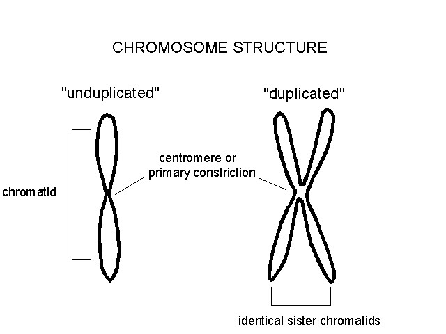 (http://www.clt.astate.edu/mhuss/chromosome.jpg)