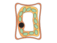 a plant cell with walls that curve in slightly (http://www.bbc.co.uk/staticarchive/255563dfd708de70a317337fe46942280433b12f.gif)