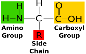 Image result for structure of an amino acid (http://study.com/cimages/multimages/16/amino_acid_structure.png)