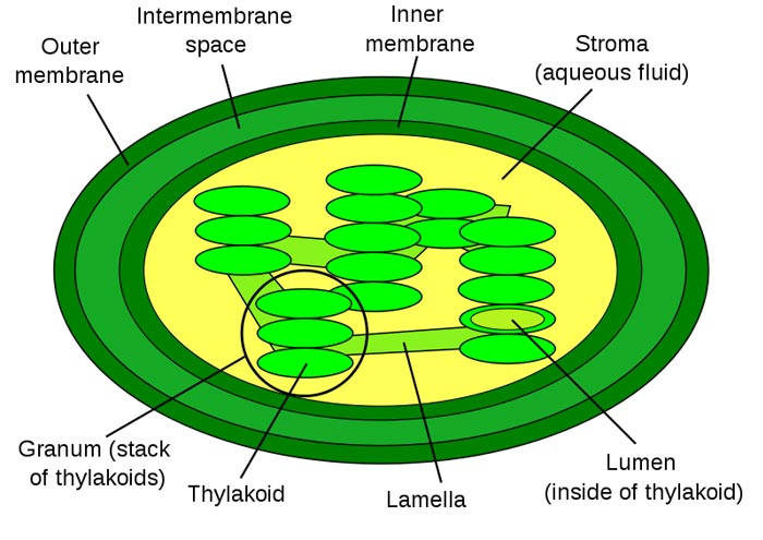 (http://www.sciencekids.co.nz/images/pictures/plants/chloroplastdiagram.jpg)