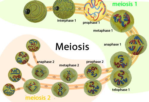 (http://www.dynamicscience.com.au/tester/solutions1/biology/inheritance/meiosis12345.jpg)