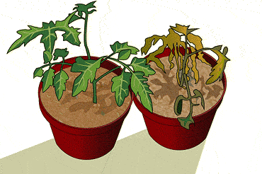 A tomato plant stunted as a result of mineral deficiency (http://www.bbc.co.uk/schools/gcsebitesize/science/images/bitomatoplants.gif)
