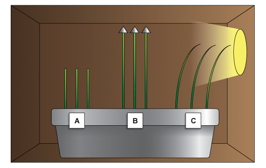 3 groups of seeds in a box with a hole cut at one end. Shoots A are short, shoots B are tall with foil hats, shoots C are curving towards the light. (http://www.bbc.co.uk/staticarchive/70d6a72ad6c11799c1a79aabe6febe2b2ee04da0.gif)
