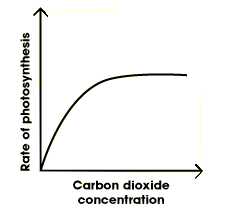 rate of photosynthesis plotted against carbon dioxide concentration. the rate begins to slow as the carbon dioxide concentration continues to increase (http://www.bbc.co.uk/schools/gcsebitesize/science/images/photosyn_2.gif)