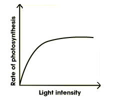 rate of photosynthesis plotted against light intensity. the rate begins to slow as the light intensity continues to increase (http://www.bbc.co.uk/schools/gcsebitesize/science/images/photosyn_1.gif)