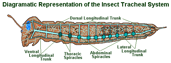 (http://www.earthlife.net/insects/images/anatomy/trachea.gif)