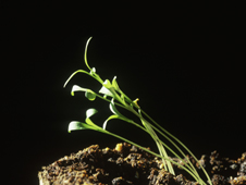 Cilantro seedlings bending towards light (http://www.bbc.co.uk/staticarchive/4c4095fb54b0fc83f7f992362979e80018227e18.jpg)