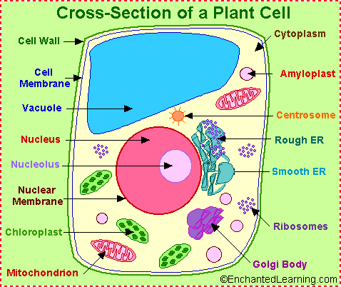 Image result for plant cell (http://www.enchantedlearning.com/subjects/plants/cell/anatomy.GIF)