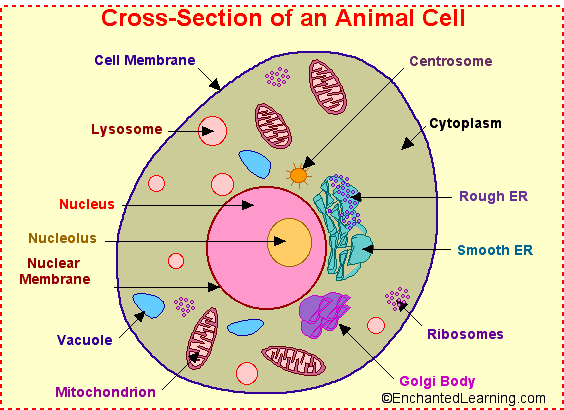 (http://www.enchantedlearning.com/subjects/animals/cell/anatomy.GIF)