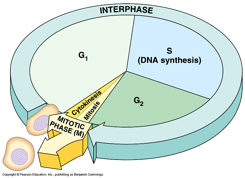 (http://genetics.knoji.com/images/user/amundi/cell-cycle-pic1-5d2f1182.gif)