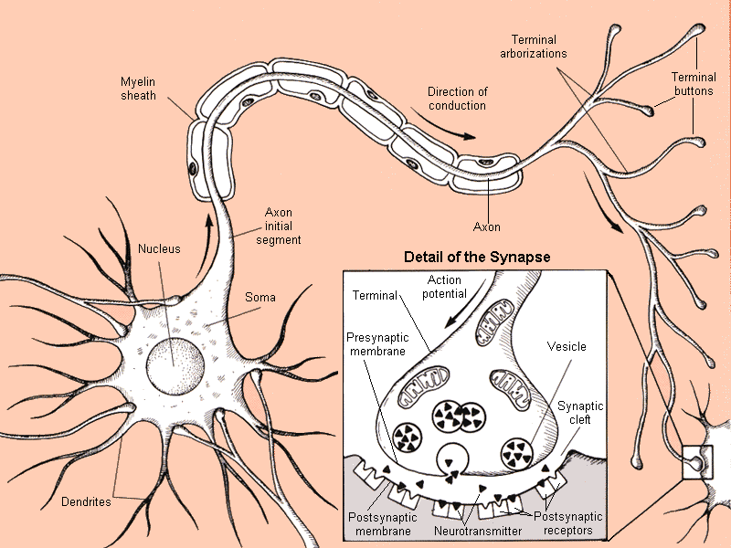 Neurons - Revision Notes in A Level and IB Psychology